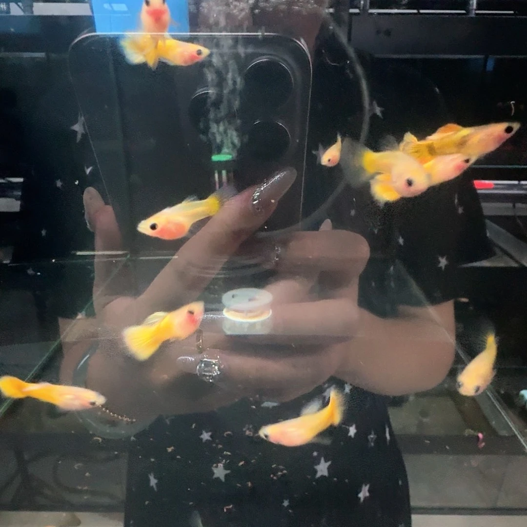 ***孔雀鱼黄金玻璃猫2对