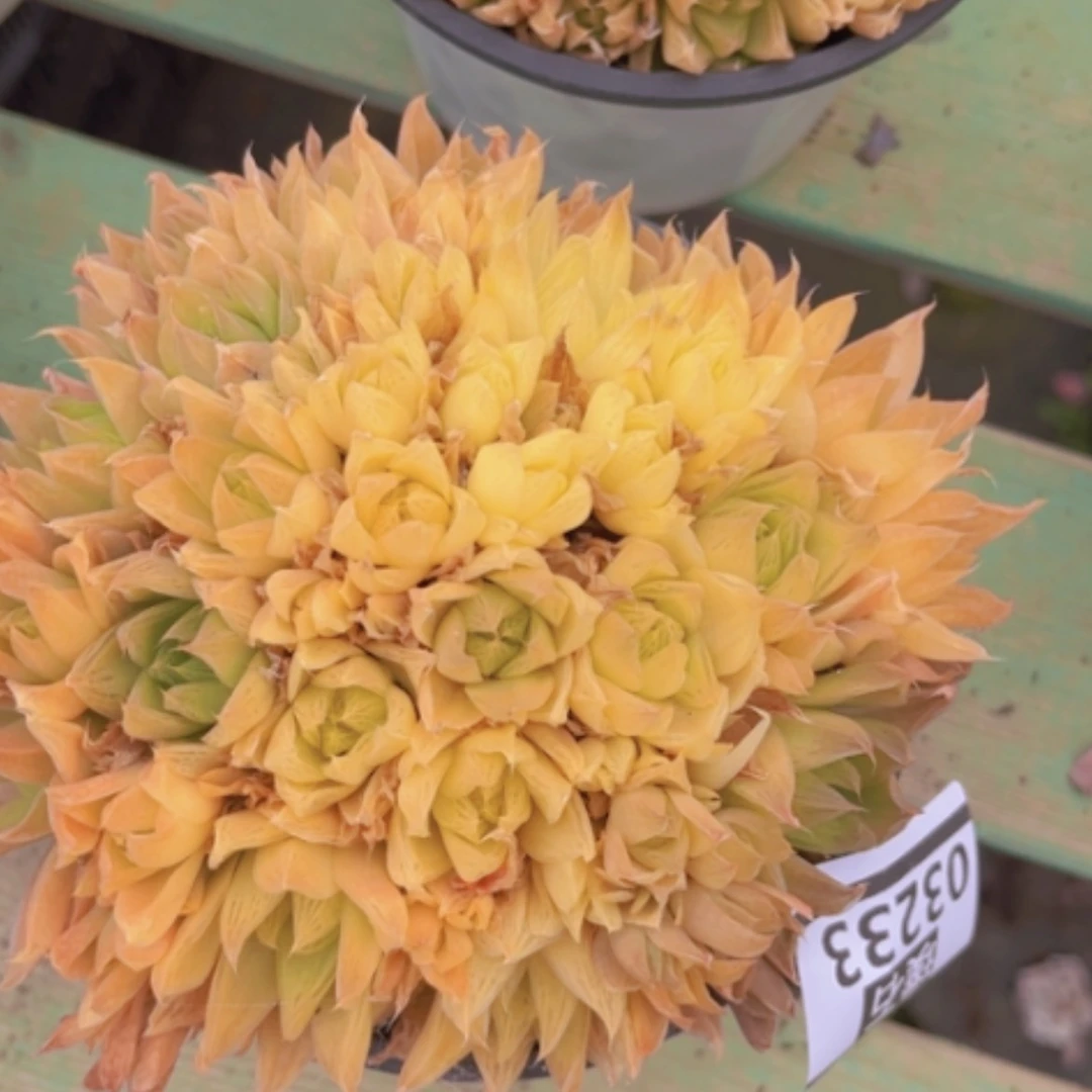 【闪购商品】玉露03233