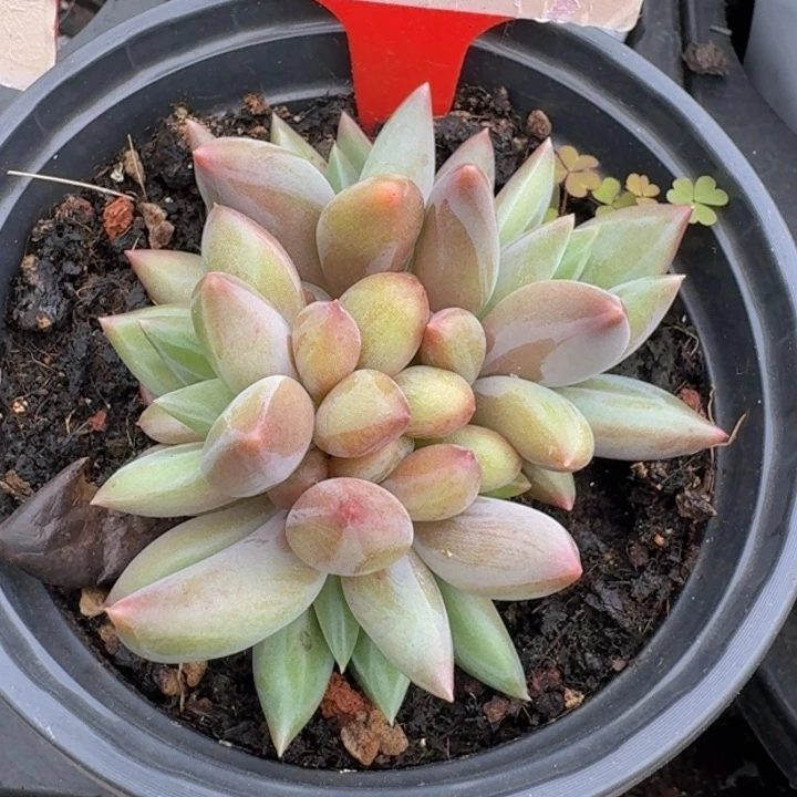 水晶球115多肉植物