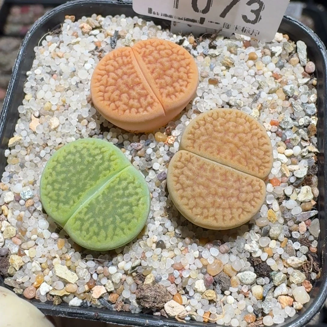 zzzz好货也清仓1073