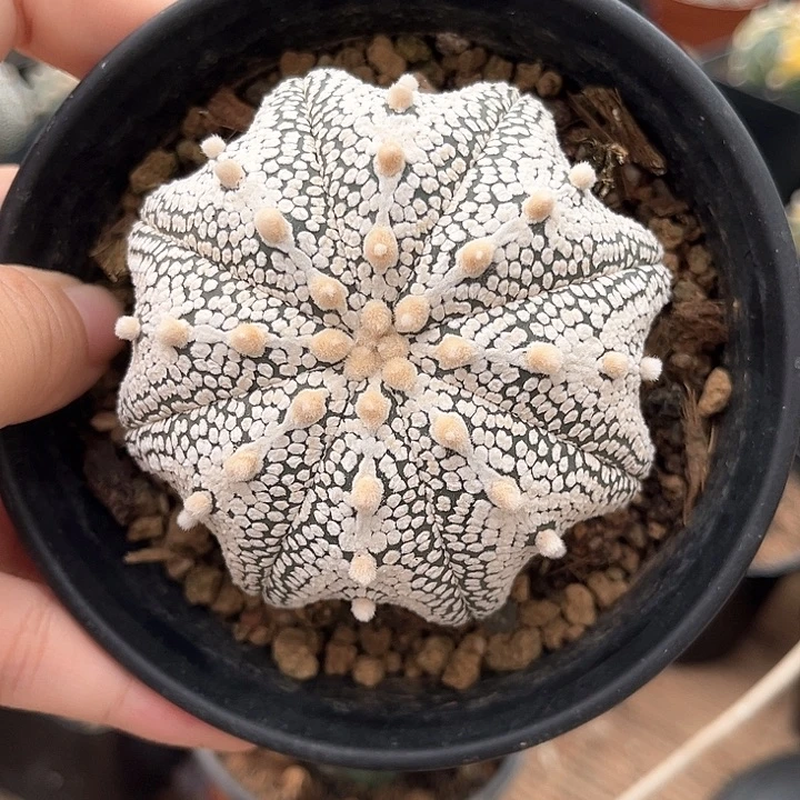 颜***颜的精品奇迹一物一拍