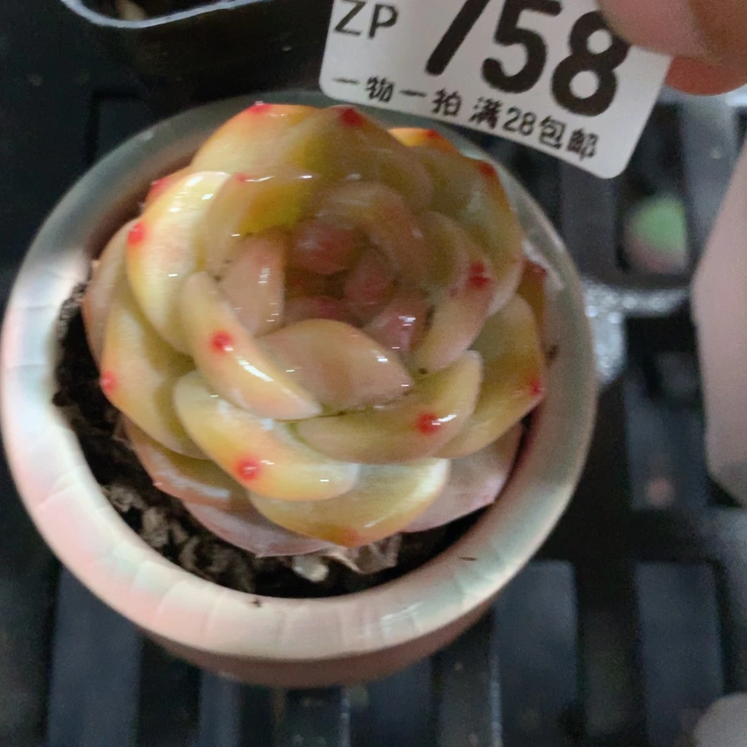 5CM拇指盆精控多肉ZP758