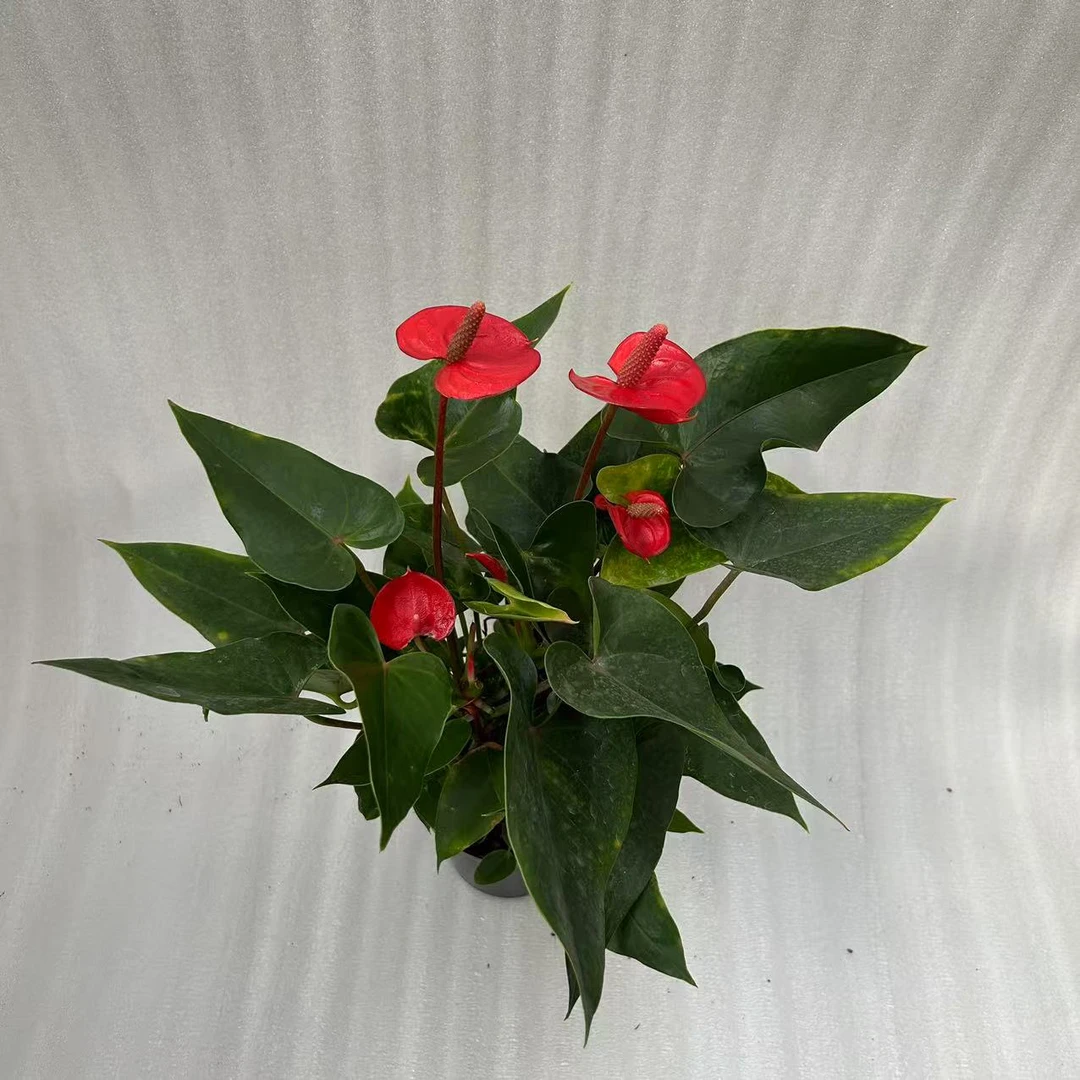 小娇红掌室内高档花卉