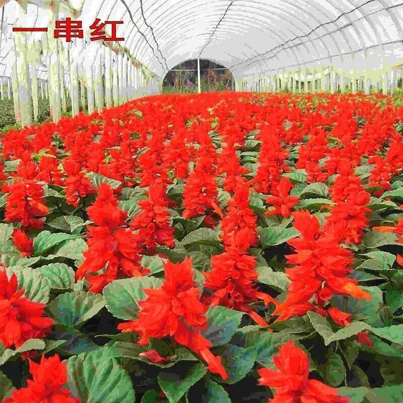 【矮秆一串红种子】四季种植盆栽地栽阳台小院种植