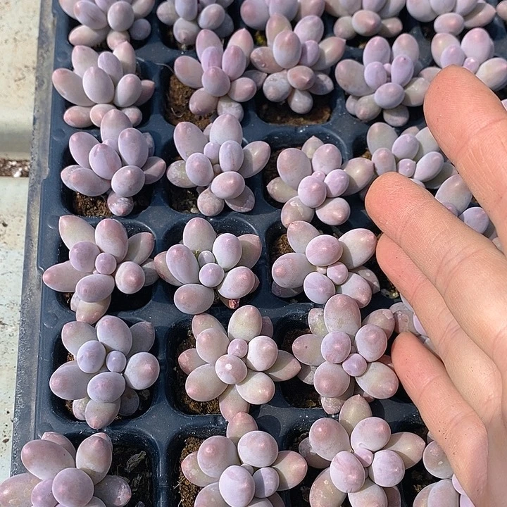 121 多肉植物盆栽花卉植物