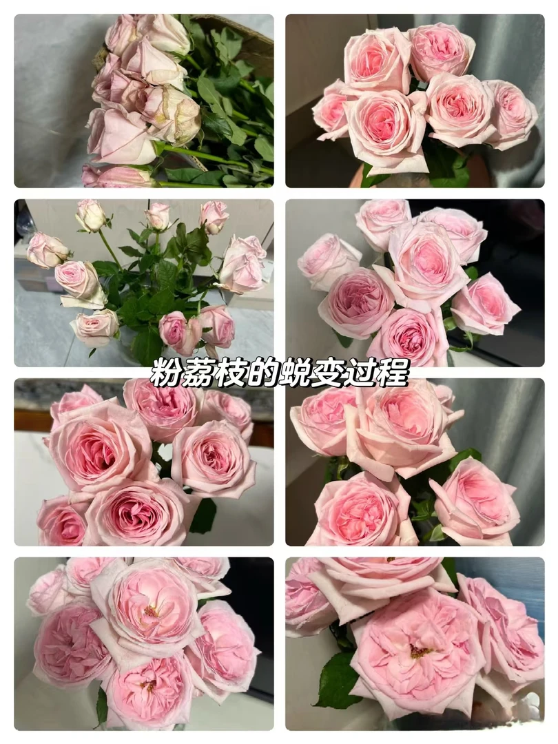 粉荔枝玫瑰10支 批发花店摆地摊直发一手货源