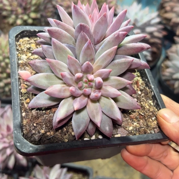 精品多肉植物老桩随机发一棵虞美人钻石羽毛纹