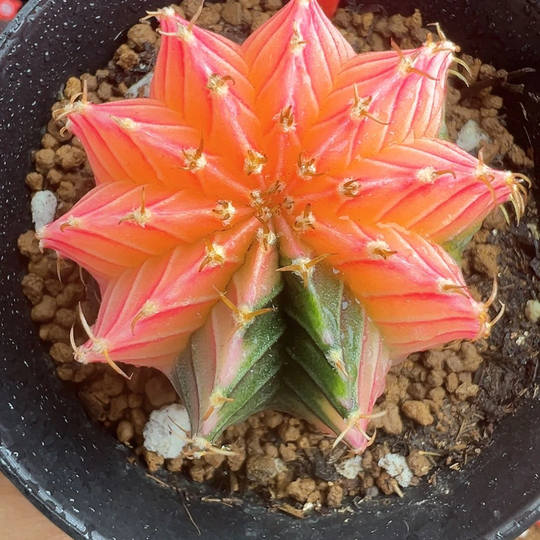 54-肋骨锦带盆土发货4.7厘米