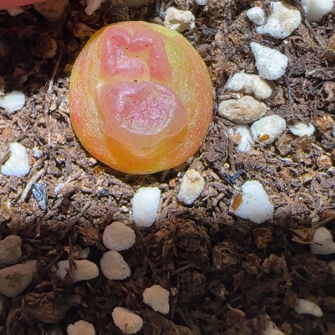 肉锥多肉植物百科-sh1200拉登966