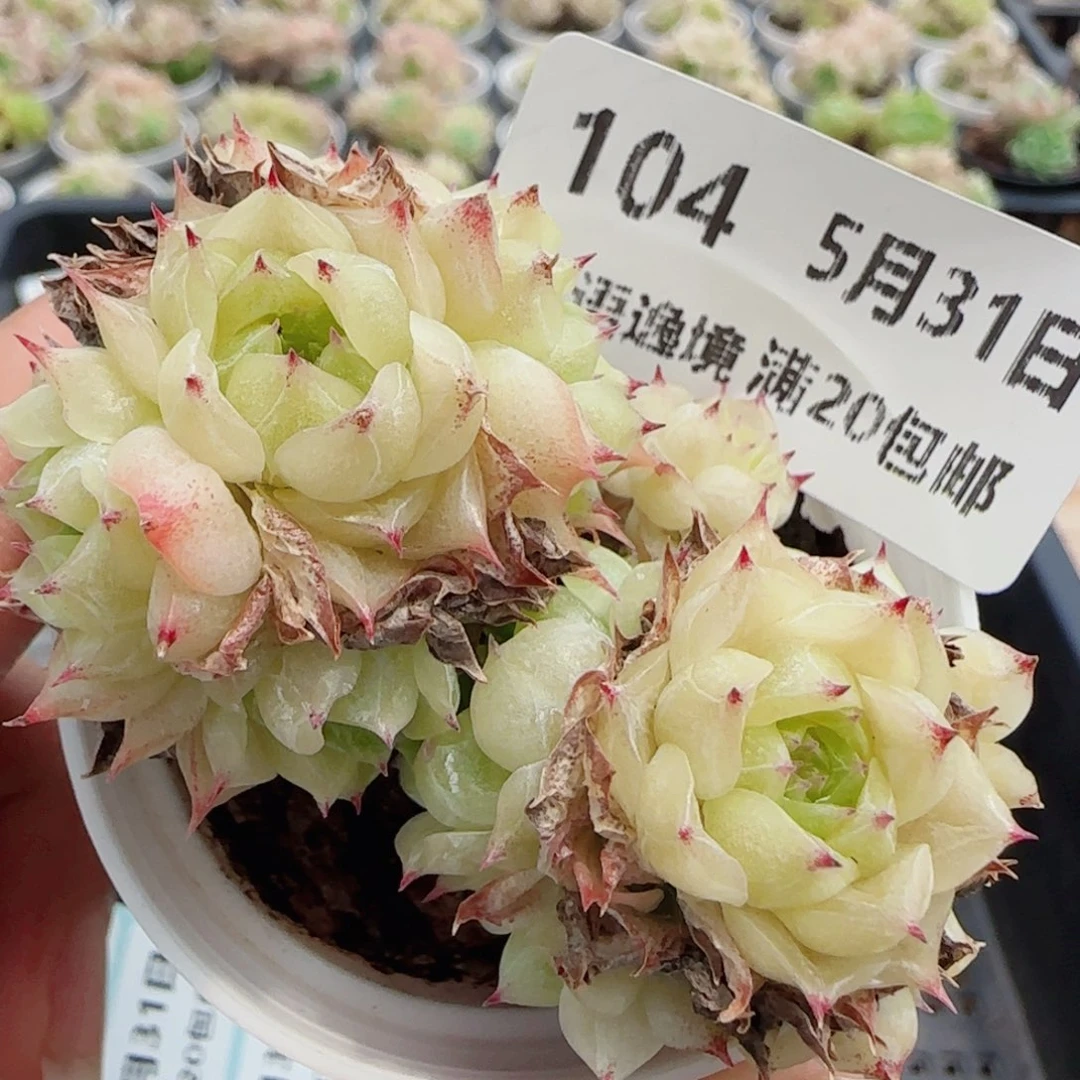 花语逸镜0531-104散
