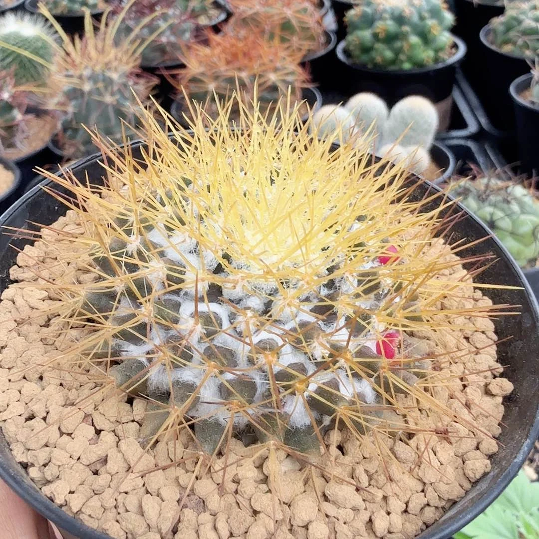 实生金银丝脱土发货