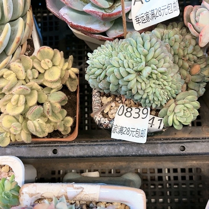 幸运的是我的朋友