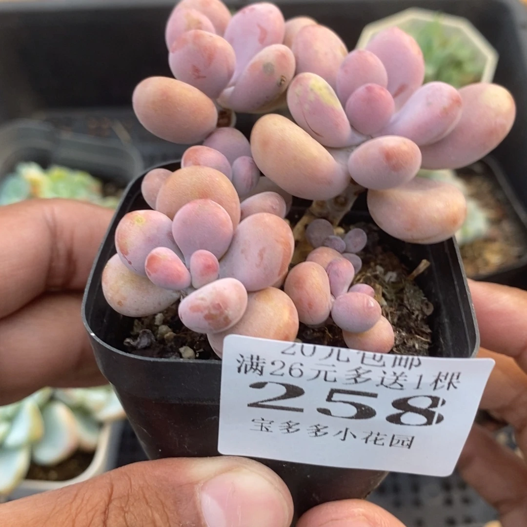 桃蛋六头群（叶片微瑕疵）一物一拍满20包邮满26送一颗多肉