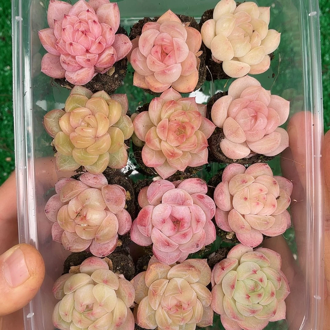 多肉一物一拍31-112