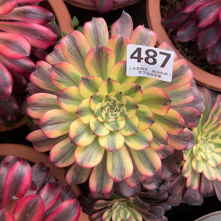 487多肉植物法师