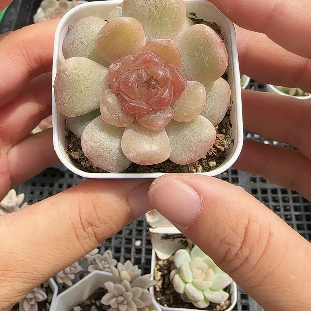 红恋盆一个满25包邮