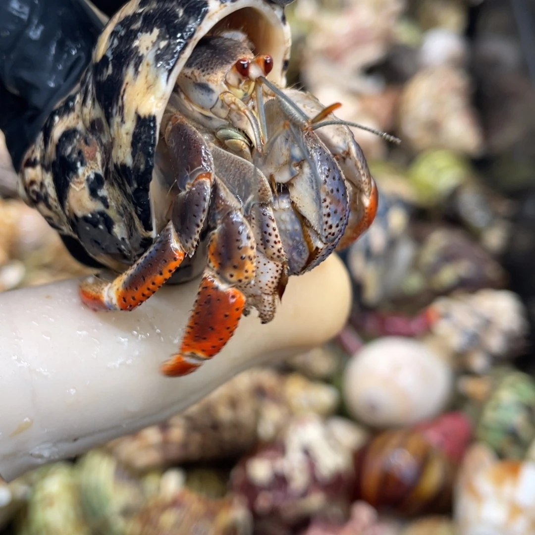 不退不换活体宠物74