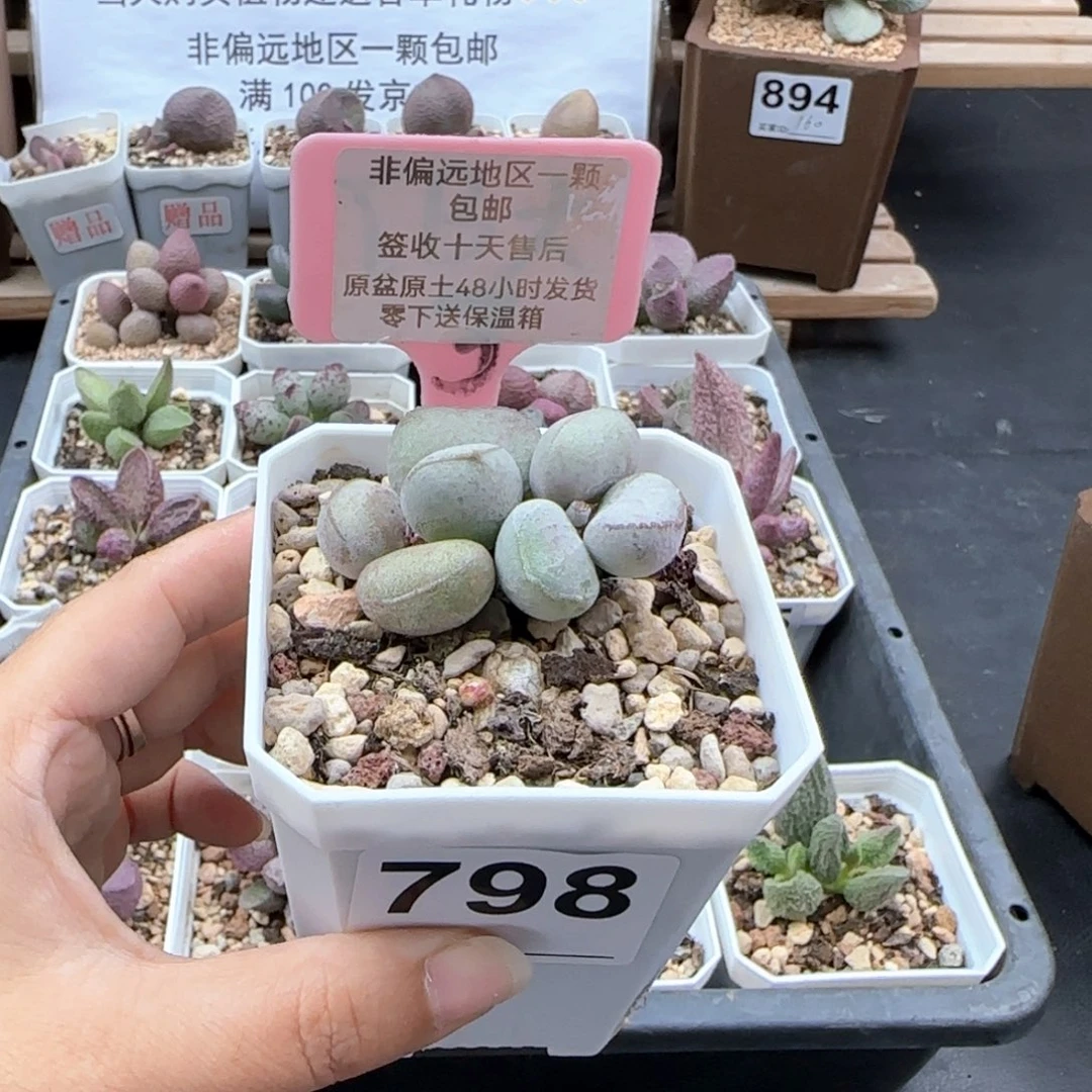 798硬叶白蛋多肉植物