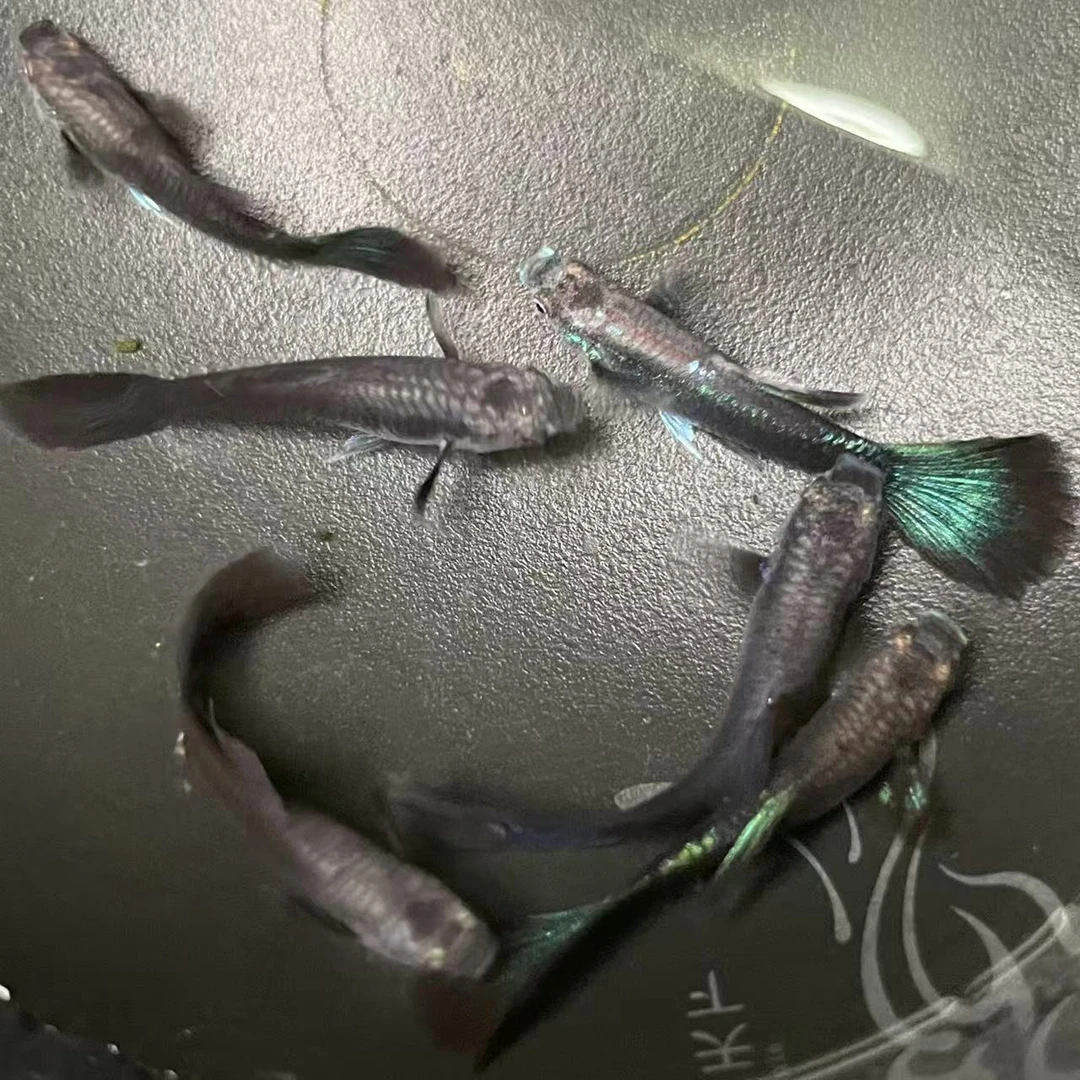 鱼场新品墨璃蓝魄孔雀鱼热带小型观赏鱼胎生鱼孔雀鱼白万鱼