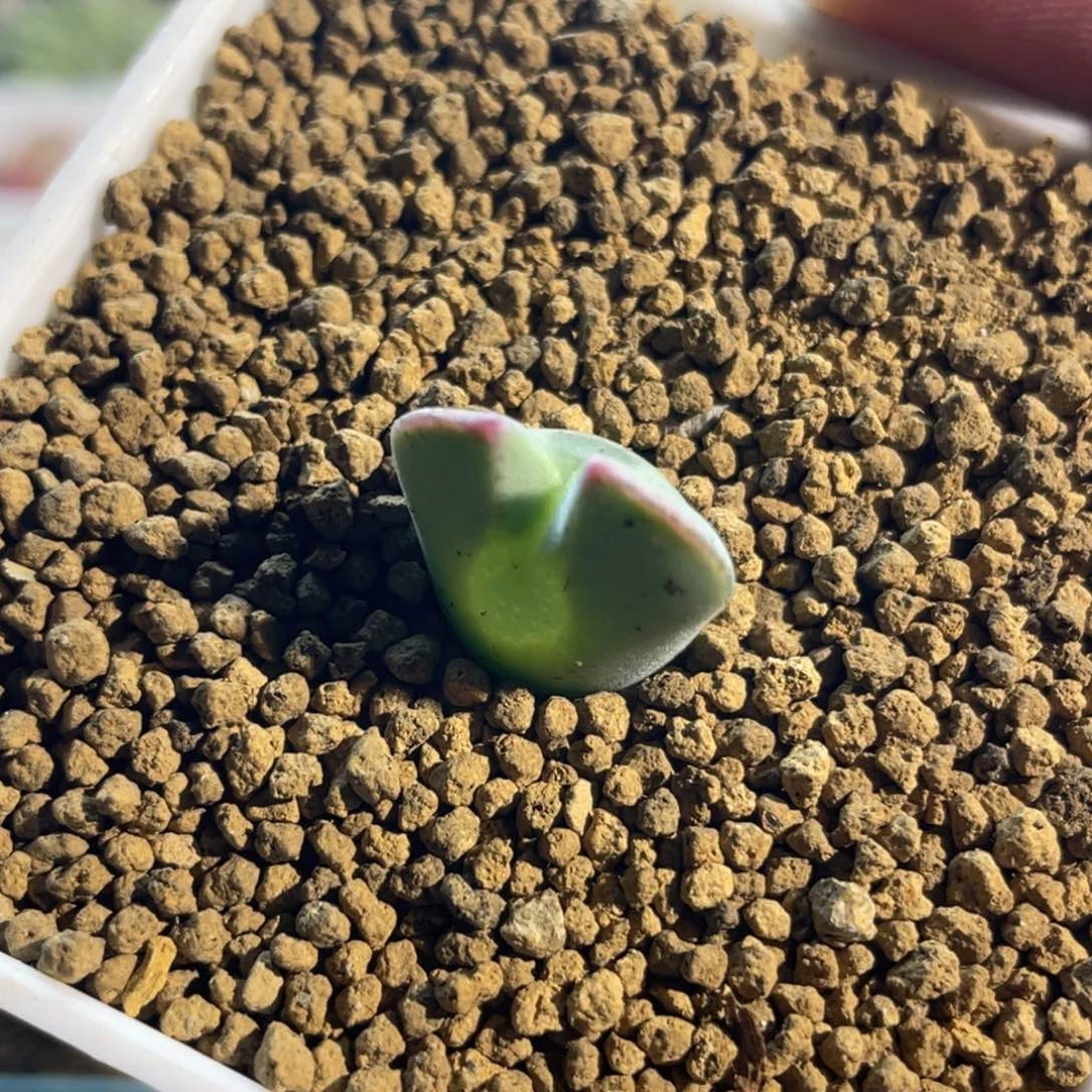 大眼空蝉植物一物一拍