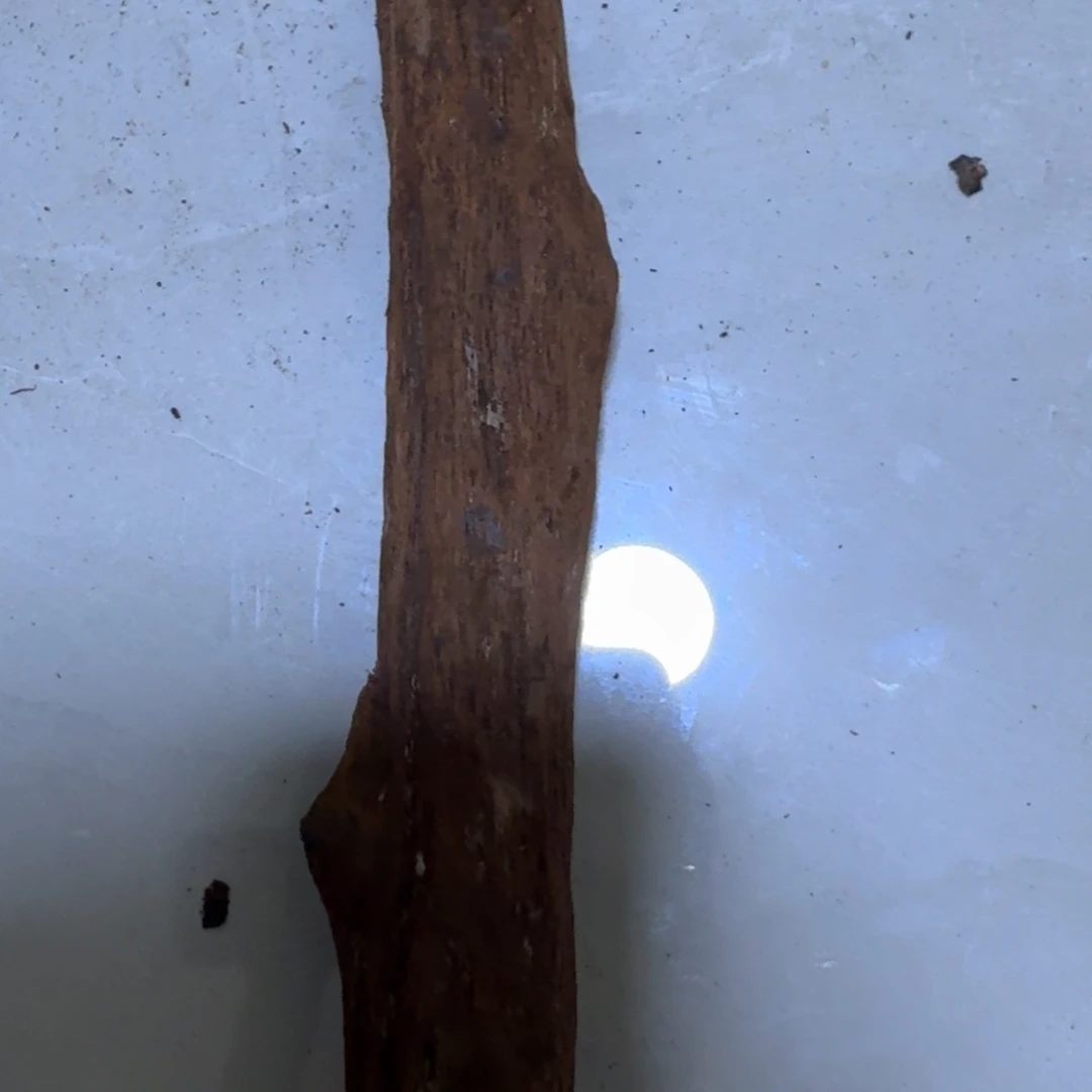 藤类长根降真香原木料