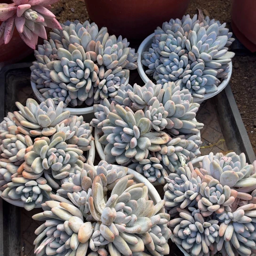 白盆香水多肉植物