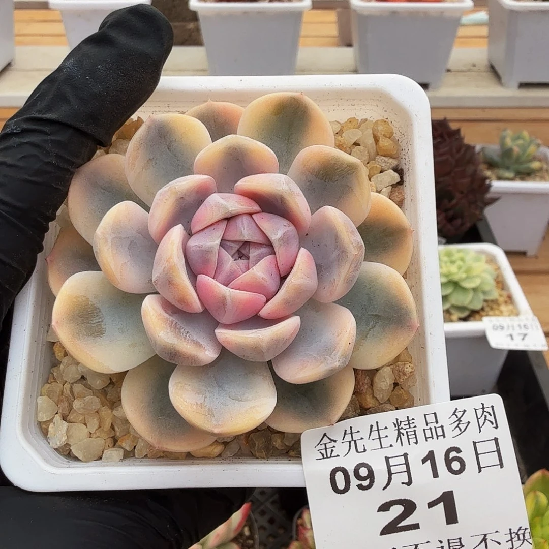 0916-21汉堡锦单头