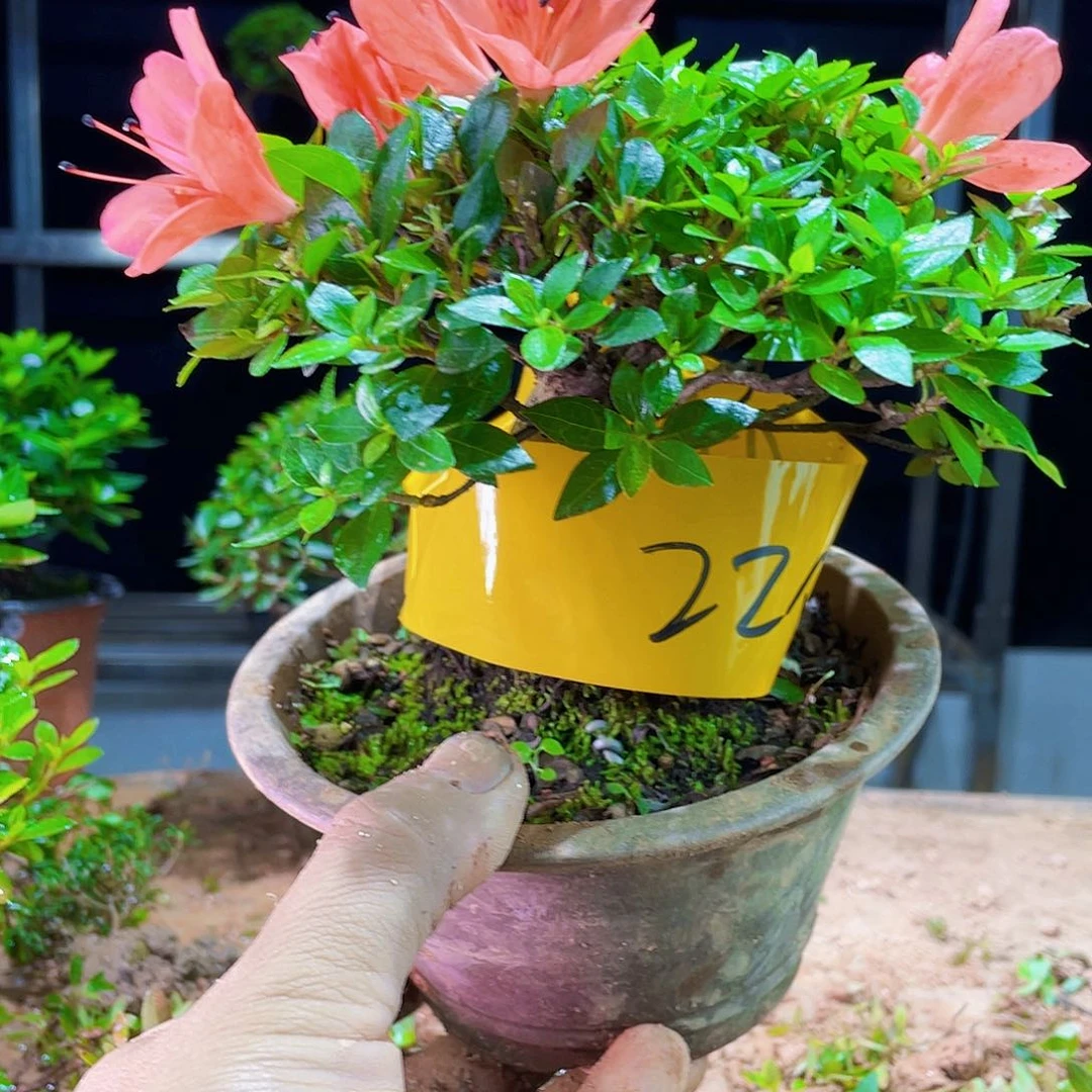 无花朵用****8我们的确是一个很棒