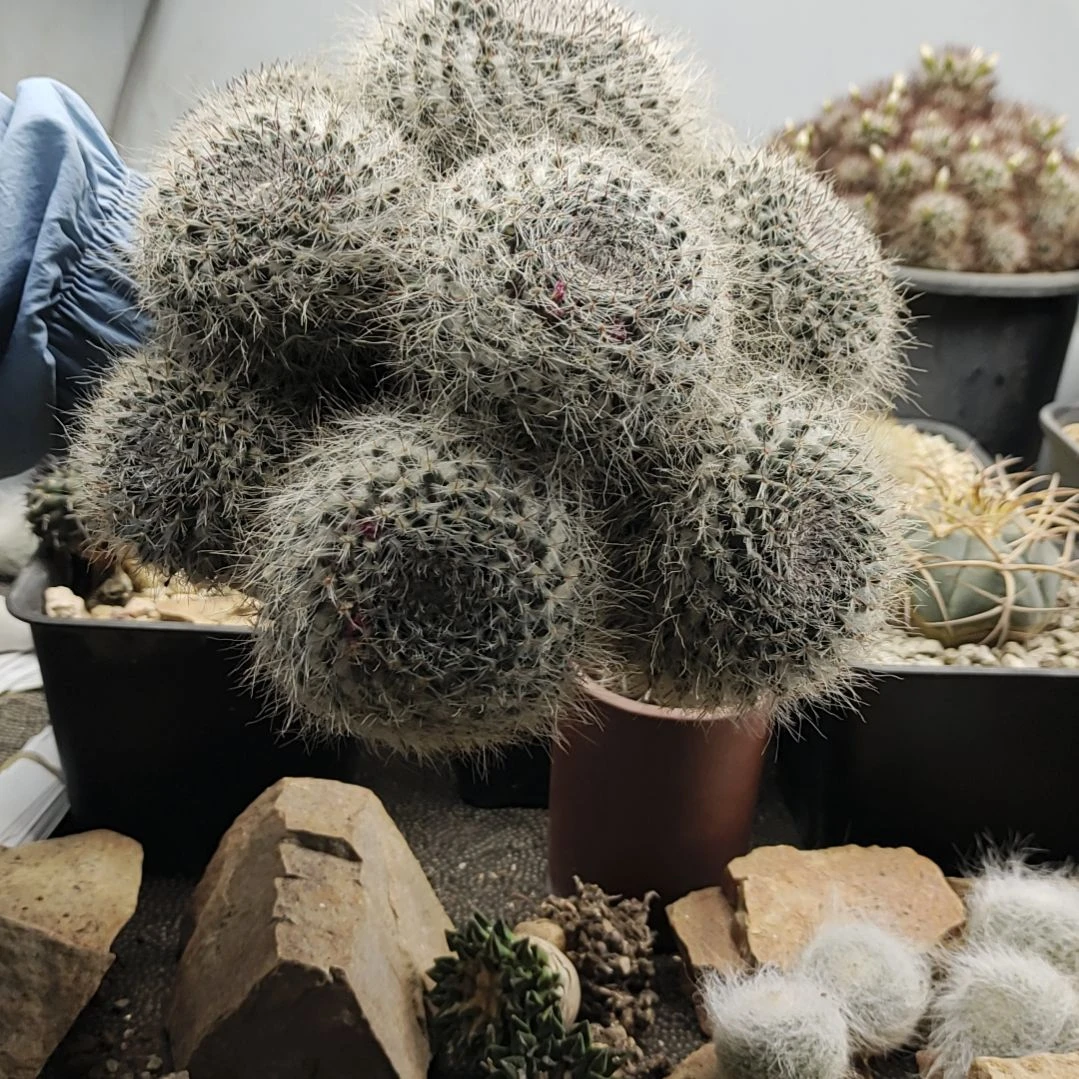 直播间商品一物一图