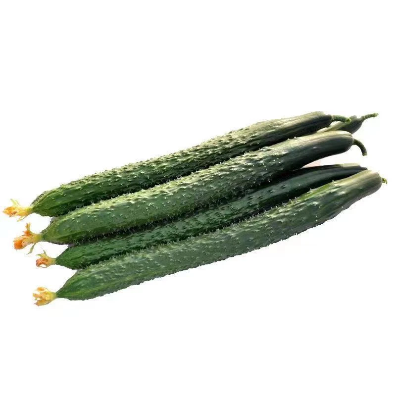 C现称青黄瓜480～520g（2根）