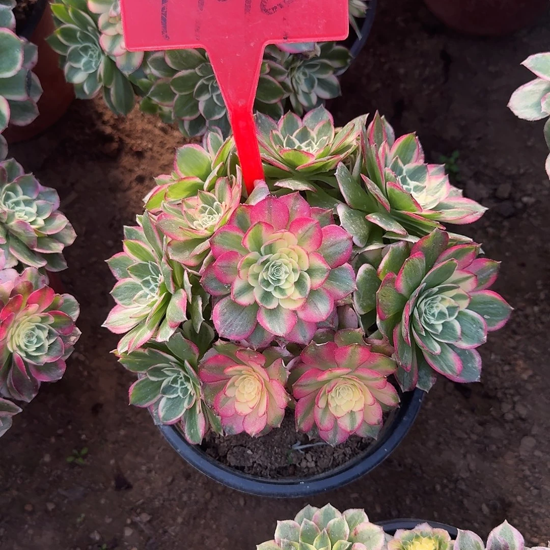 4144海仙多肉法师