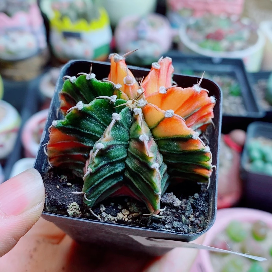 生石花花花花花花花花575