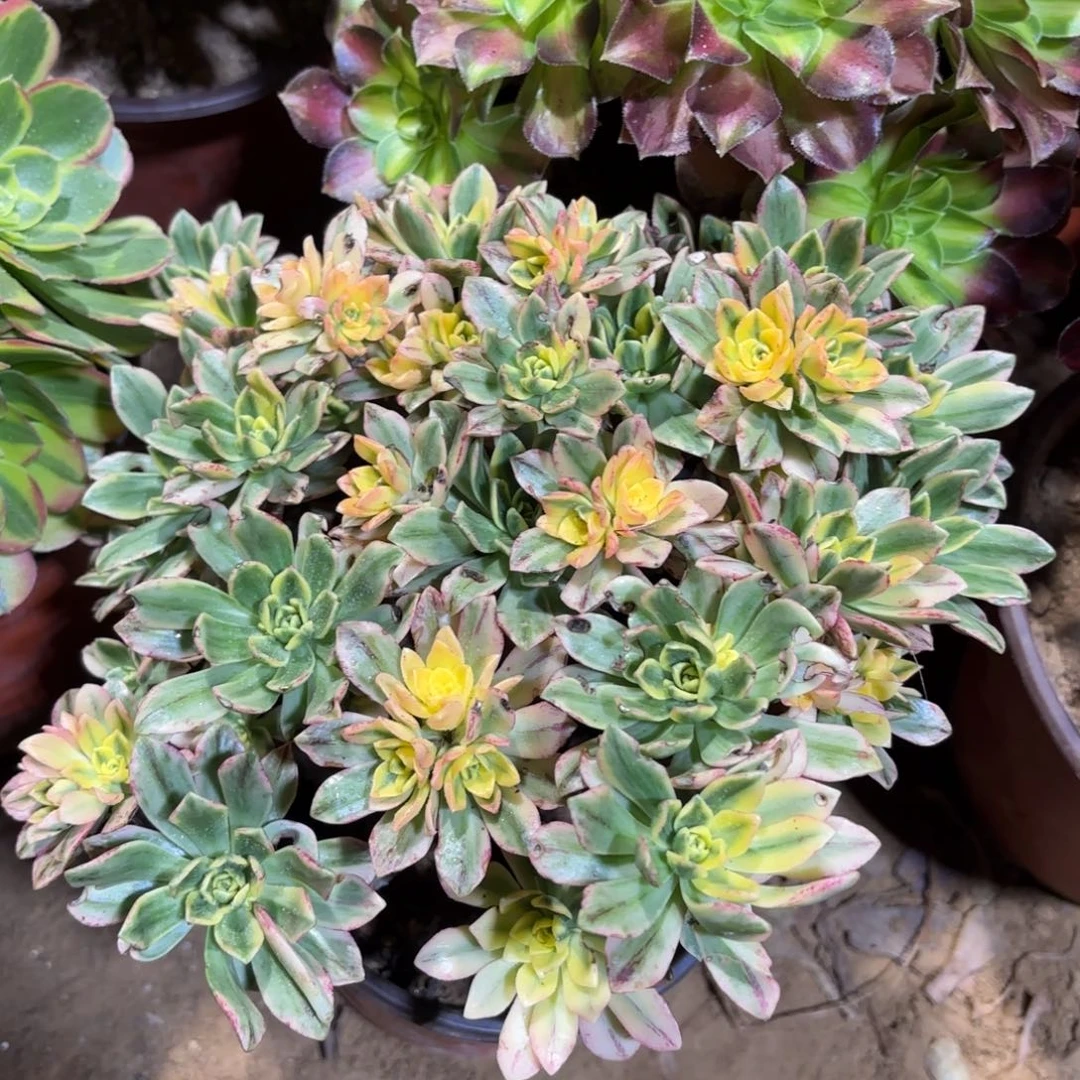 甜茶9.9法师木质老桩