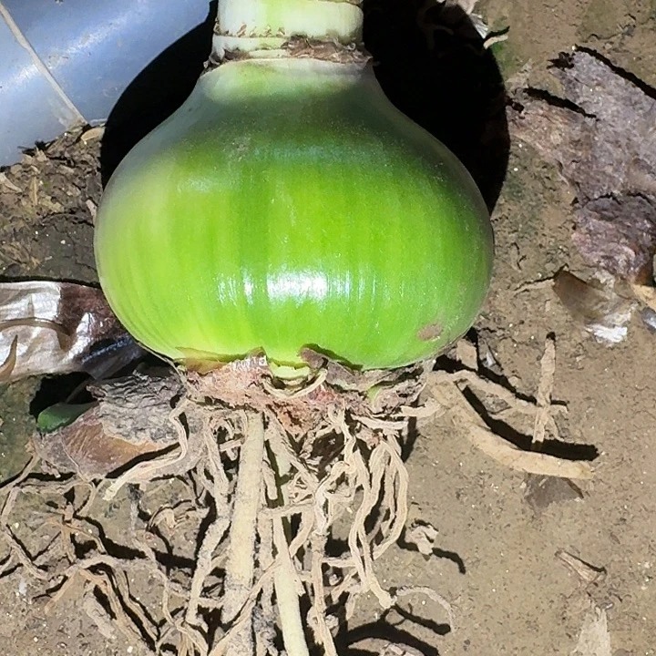 安吉拉6.5厘米裸根一棵