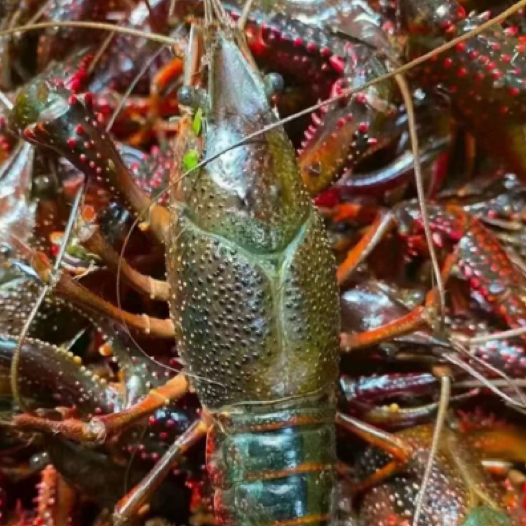 （活虾）湖北潜江小龙虾4-6钱单只500克精品