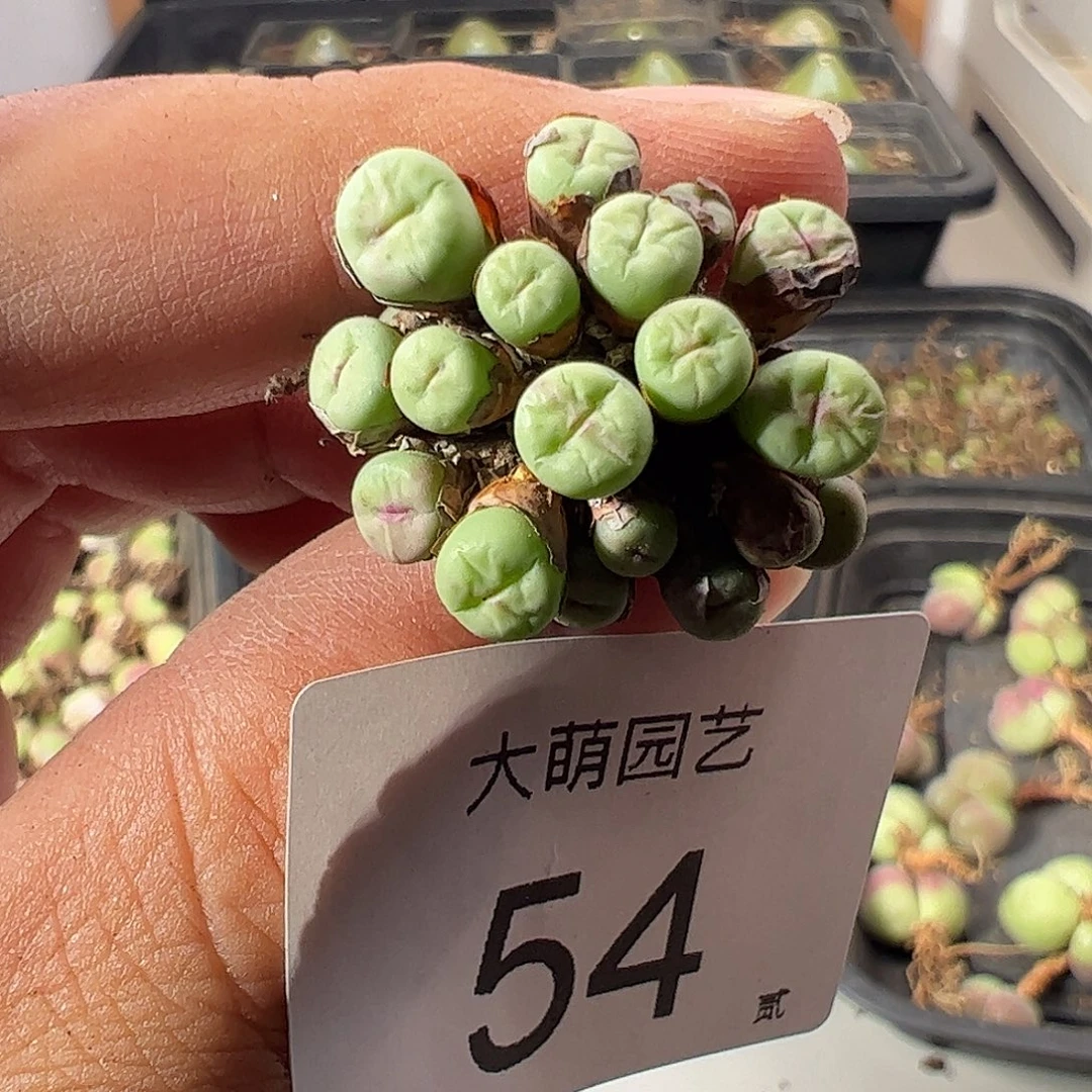 一物一拍。      54