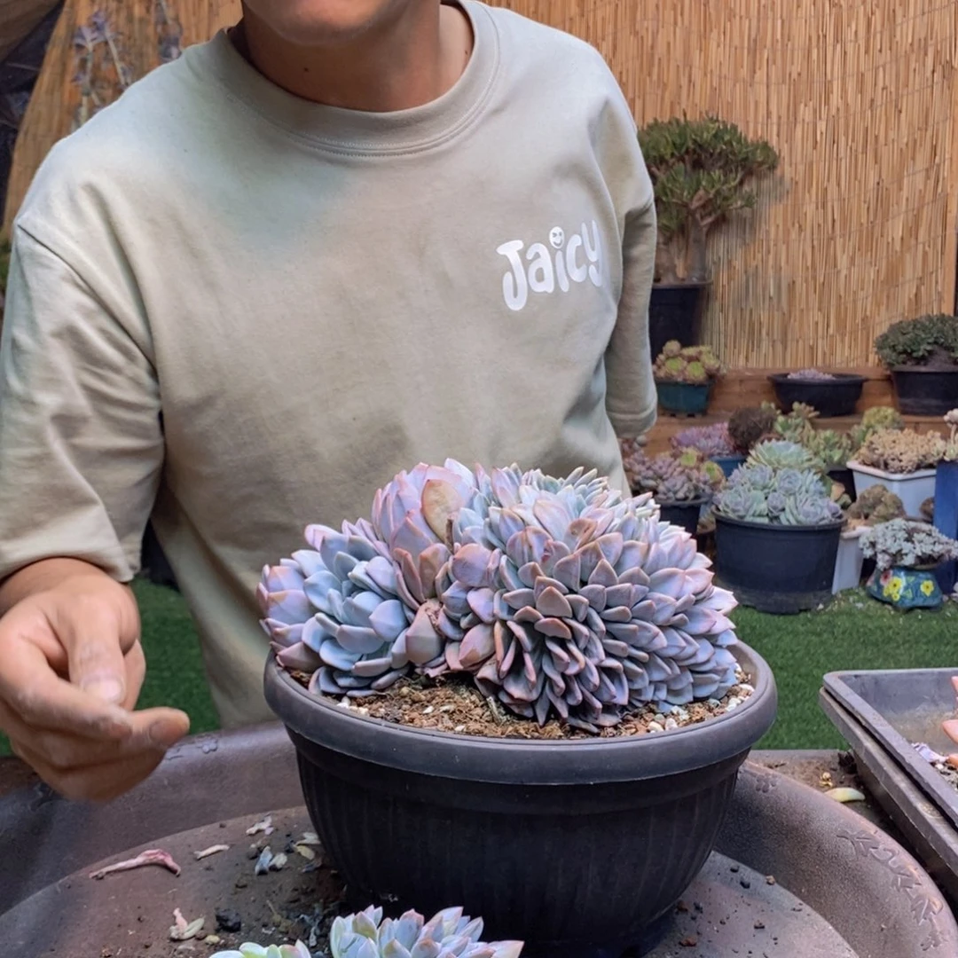 十*?573号橙子多肉