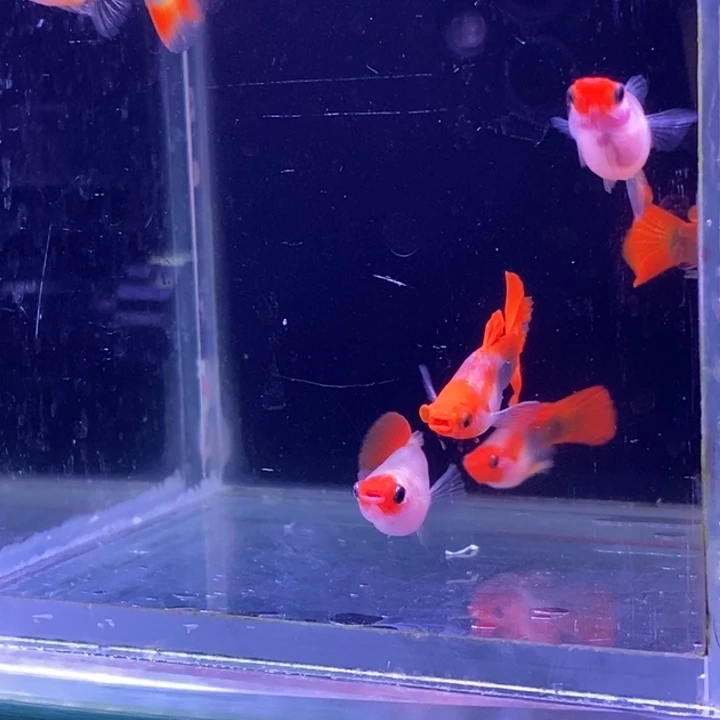 孔雀鱼红头玻璃猫10条包邮