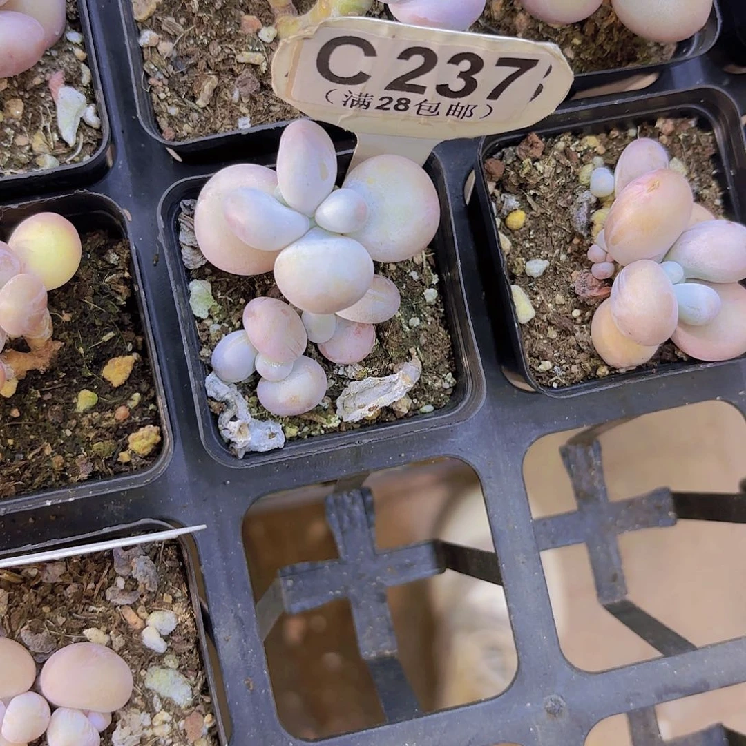 C237水光针一物一拍