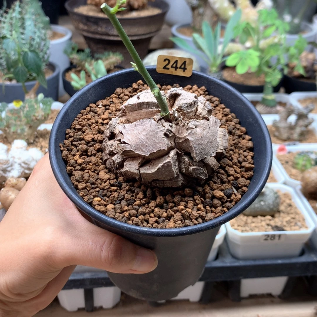 南非龟甲龙带盆福利6cm