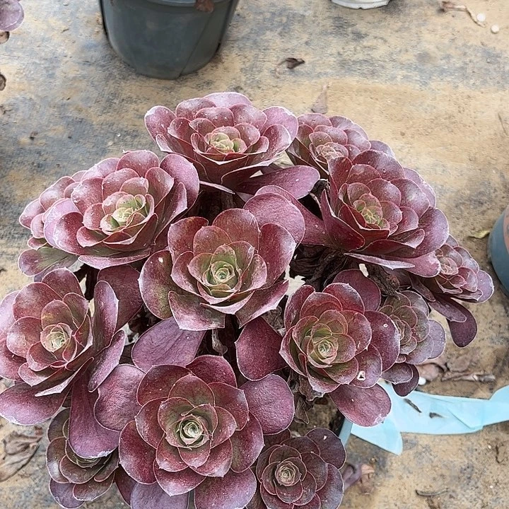 多肉植物瑰金玫瑰100