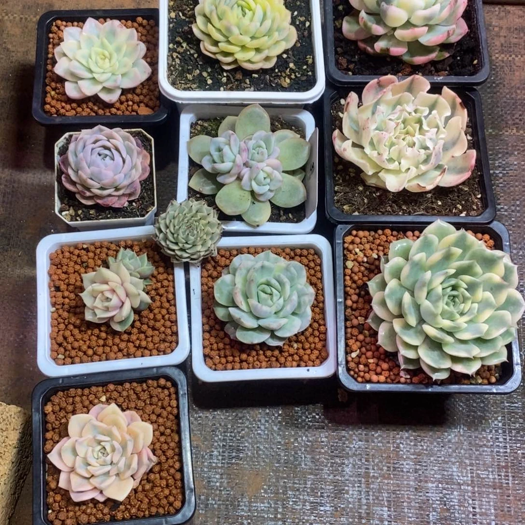 皑*凯凯 多肉植物