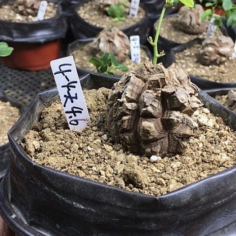 闪4-4南非龟甲龙