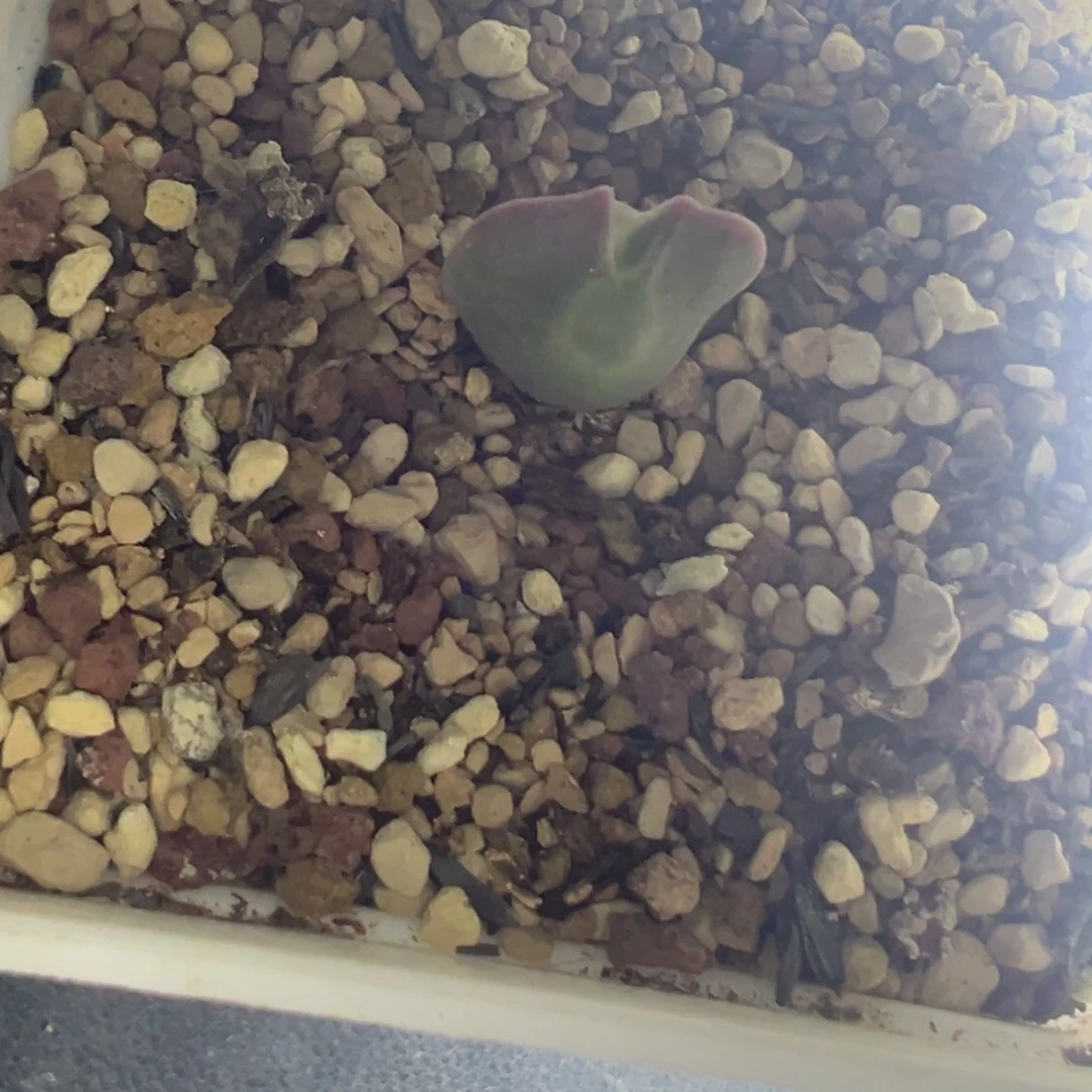 叮***叮专拍专拍 肉锥植物