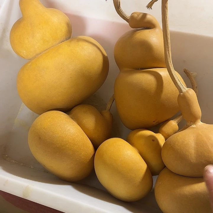 玛***品葫芦处理葫芦葫芦不退不换