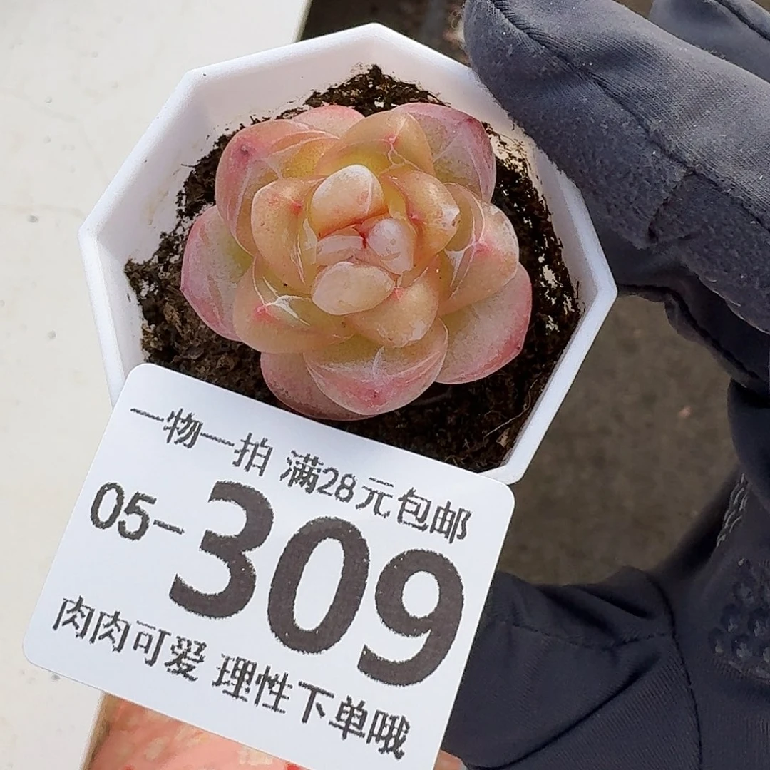 恶魔之泪无盆土发货无盆