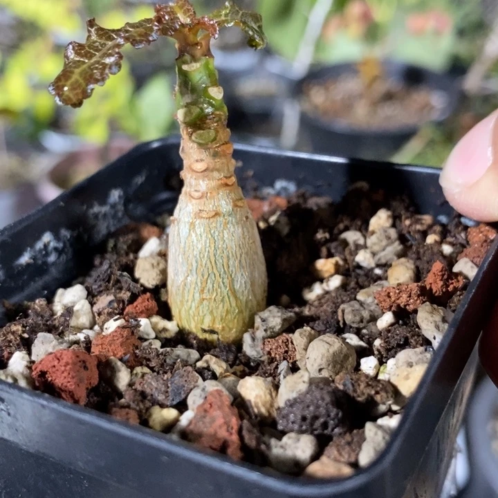 一***水娜娜趋向带盆土发货