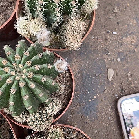 3个小蜜桃彩草256772467777