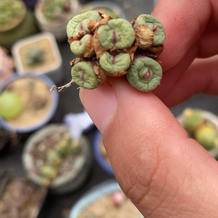 2424小红嘴一群。