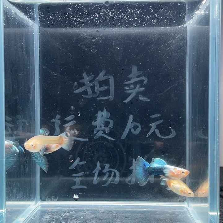 孔雀鱼黄化蓝礼服鸥翼两对